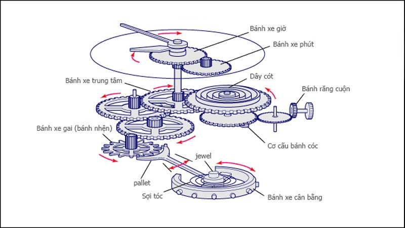 kham pha cau tao dong ho co